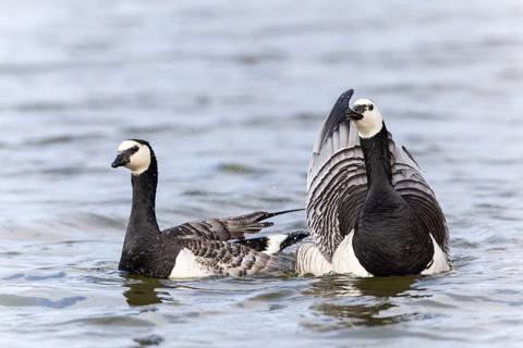 White-fronted Goose (Branta leucopsis), Geese (Anseriformes), Mating in the water, Aventdalen,