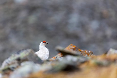 Ptarmigan (Lagopus), Cock, Chicken birds (Galliformes), Longyearbyen, Spitsbergen, Svalbard