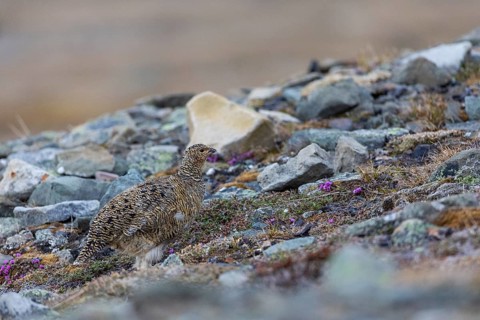 Ptarmigan (Lagopus), hen, hen birds (Galliformes), Longyearbyen, Svalbard, Spitsbergen