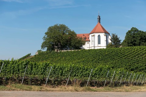 Monastery church Mariä Schutz an der Vogelsburg, vineyards, near Volkach, Mainfranken,