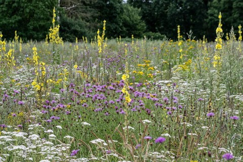Flower meadow with large-flowered mullein (Verbascum densiflorum), Lower Saxony, Germany