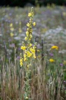 Flower meadow with large-flowered mullein (Verbascum densiflorum), Lower Saxony, Germany