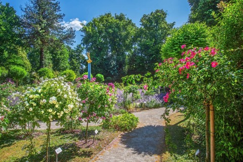 Rosarium with blooming roses and lavender on the Rose Island in Lake Starnberg, Feldafing, Upper