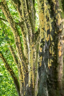 Plane trees, Platanus × acerifolia, often shed their bark in summer, the bark cannot grow with the
