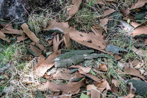 Plane trees, Platanus × acerifolia, often shed their bark in summer, the bark cannot grow with the