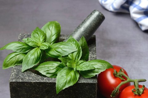Basil in mortar and tomato, Ocimum basilicum, Solanum lycopersicum