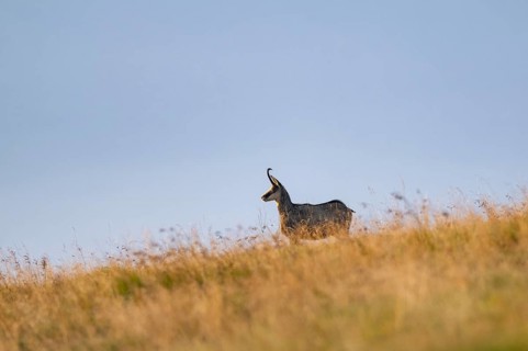 Chamois (Rupicapra rupicapra) on a meadow in the Vosges Mountains, wildlife, France