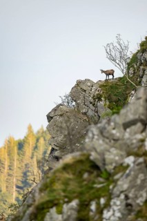 Chamois (Rupicapra rupicapra) on a mountain cliff in the Vosges Mountains, wildlife, France