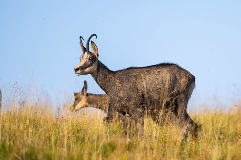 Chamois (Rupicapra rupicapra) mother with her youngster on a meadow in the Vosges Mountains,