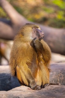 Guinea baboon (Papio papio) sitting on the ground, Bavaria, Germany Europe