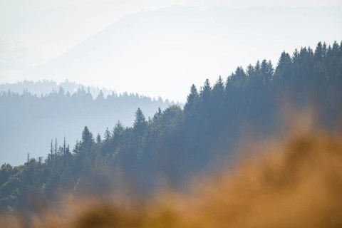 Tree silhouettes against the light in the Vosges Mountains, wildlife, France