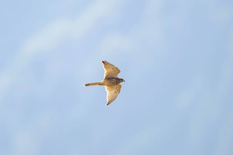 Common kestrel (Falco tinnunculus) flying in the Vosges Mountains, wildlife, France
