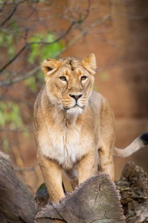 Asiatic lion (Panthera leo persica), female standing on a tree trunk, captive, habitat in India