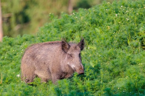 A wild boar (Sus scrofa) runs across a field of wild chamomile (Matricaria chamomilla). Bavaria,