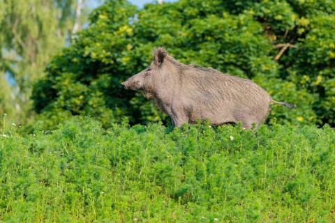 A wild boar (Sus scrofa) stands in a field of wild chamomile (Matricaria chamomilla). Bavaria,