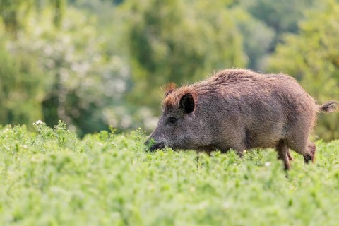 A wild boar (Sus scrofa) runs across a field of wild chamomile (Matricaria chamomilla). Bavaria,