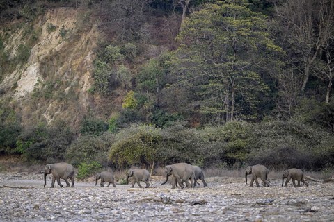 Indian elephants (Elephas maximus indicus), Corbett National Park, near Ramnagar, Uttarakhand