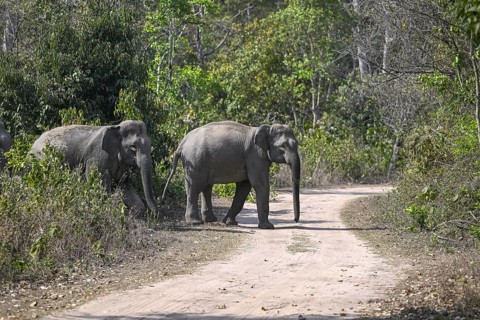 Indian elephants (Elephas maximus indicus), Corbett National Park, near Ramnagar, Uttarakhand
