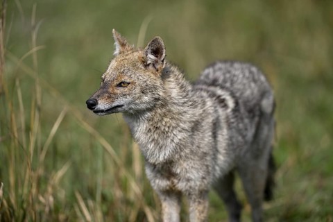 Indian jackal (Canis aureus indicus), Corbett National Park, near Ramnagar, Uttarakhand State,