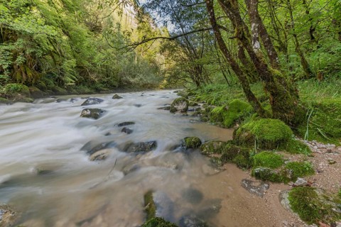 A river flows through a lively forest with smooth rocks that are partially submerged in the water.