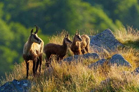 Three chamois standing on a sunny meadow with rocks in the background, chamois, chamois, (Rupicapra