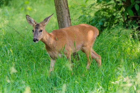 A female roe deer (Capreolus capreolus) crosses a green meadow. Bavaria, Germany