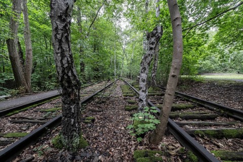 Renaturalisation in the Schöneberger Südgelände nature park, birch trees (Betula pendula) between