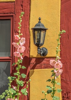 Flowering pink hollyhocks at an old half timbered wall with lamp in Ystad, Skåne county, Sweden,