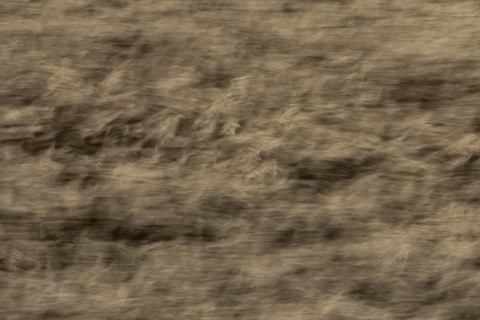 Common reed (Phragmites australis) reeds in a reedbed blowing in the wind abstract image, England,