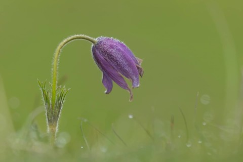 Pasqueflower (Pulsatilla vulgaris) purple flower in grassland in spring, England, United Kingdom