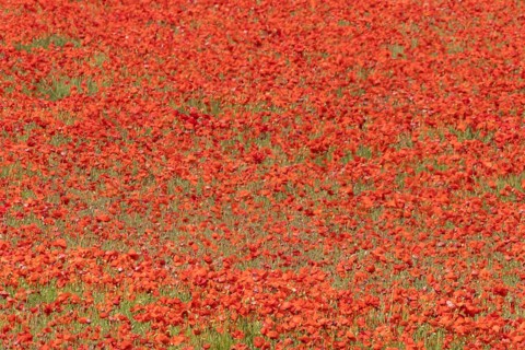 Common field poppy (Papaver rhoeas) flowers in a arable field in summer, England, United Kingdom