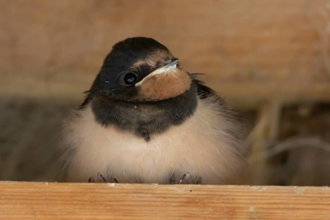Barn swallow (Hirundo rustica) juvenile young baby bird on a wooden beam, England, United Kingdom