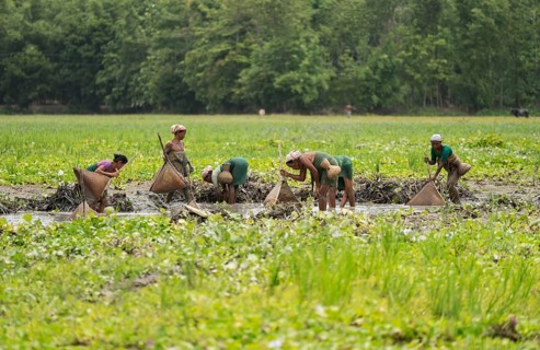 BAKSA, INDIA- JULY 12: Tribal women engage in traditional fishing using Jakoi, a bamboo fishing