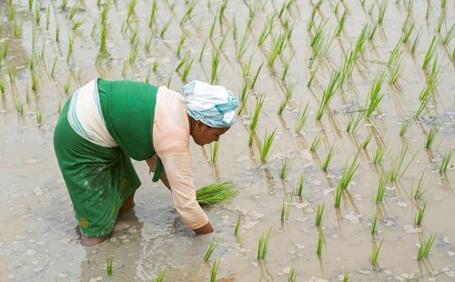 BAKSA, INDIA- JULY 12: A tribal woman transplant rice seedlings in a waterlogged paddy field in