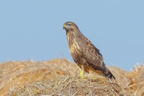 Buzzard (Buteo buteo) adult bird sitting on a pile of straw, wildlife, nature photography, birds,
