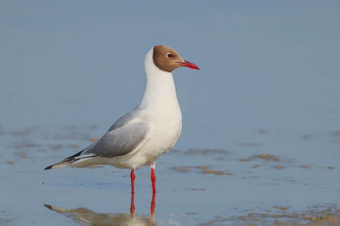 Black-headed Black-headed Gull (Larus ridibundus) standing in shallow water, wildlife, nature