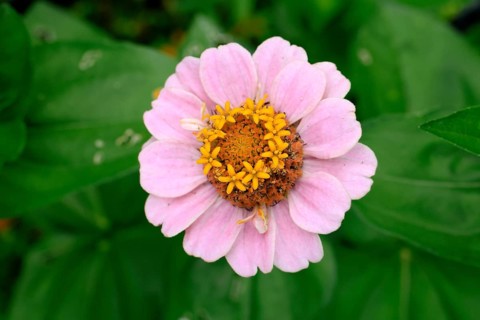 Zinnia (Zinnia elegans), flower, flowering, Germany