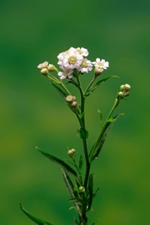 Marsh yarrow (Achillea ptarmica), flowering, flowers, Ellerstadt, Germany