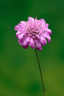 Pigeon Scabiosa (Scabiosa columbaria), pigeonweed, flowering, flowering, Ellerstadt, Germany