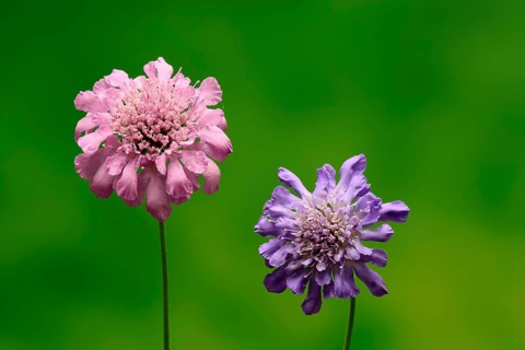 Pigeon Scabiosa (Scabiosa columbaria), pigeonweed, flowering, flowering, Ellerstadt, Germany