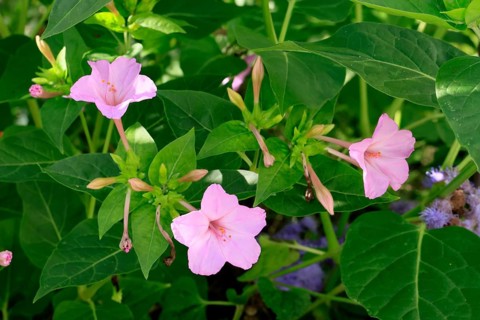 Mirabilis jalapa, blooming, flower, Ellerstadt, Germany