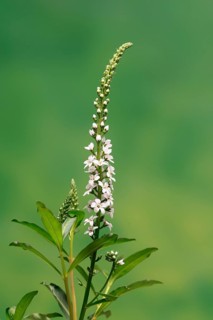 Snow field horsetail (Lysimachia clethroides), flower, flowering, Germany