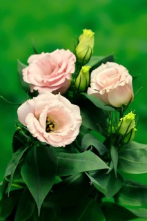 Prairie gentian, Lisianthius, Eustoma, flowering, Germany