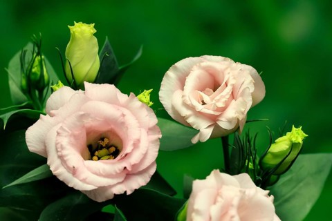 Prairie gentian, Lisianthius, Eustoma, flowering, Germany