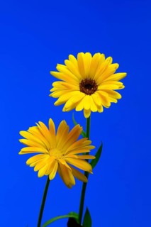 Marigold (Calendula officinalis), flower, flowering, medicinal plant, Ellerstadt, Germany