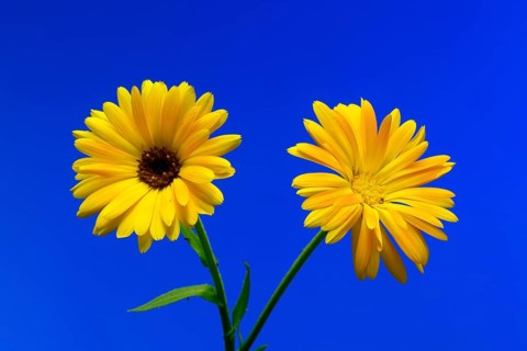 Marigold (Calendula officinalis), flower, flowering, medicinal plant, Ellerstadt, Germany