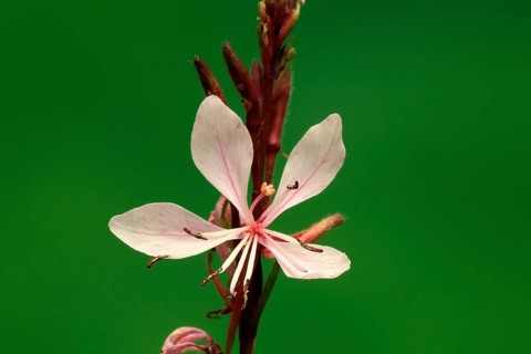 Evening primrose (Oenothera lindheimeri), flowering, flower, Ellerstadt, Germany