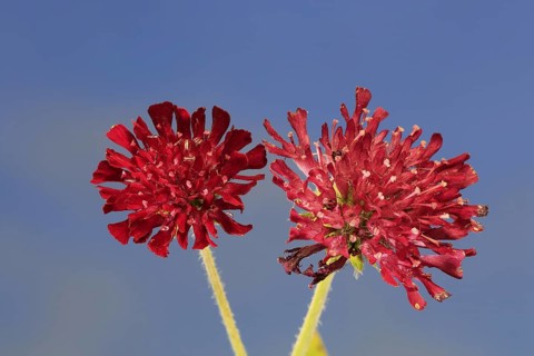 Macedonian widow flower (Knautia macedonica), flowering, Germany