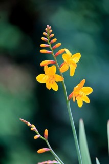Montbretia (Crocosmia x crocosmiiflora), flowering, flower, Ellerstadt, Germany