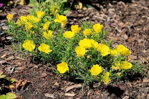 Oenothera hartwegii, evening primrose, flowering, flower, Ellerstadt, Germany